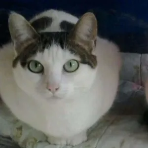 Gato raça SRD idade 2 anos nome Farofa