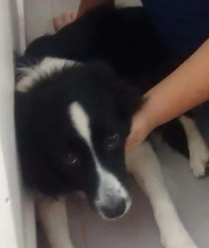 Cachorro ra a Border Collie idade 1 ano nome Estrela GRATIFICA