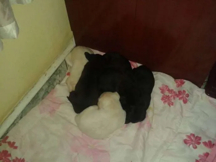 Cachorro raça vira lata idade Abaixo de 2 meses nome bebes