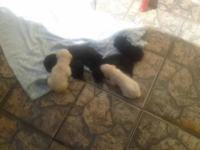 Cachorro raça vira lata idade Abaixo de 2 meses nome bebes