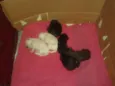bebes