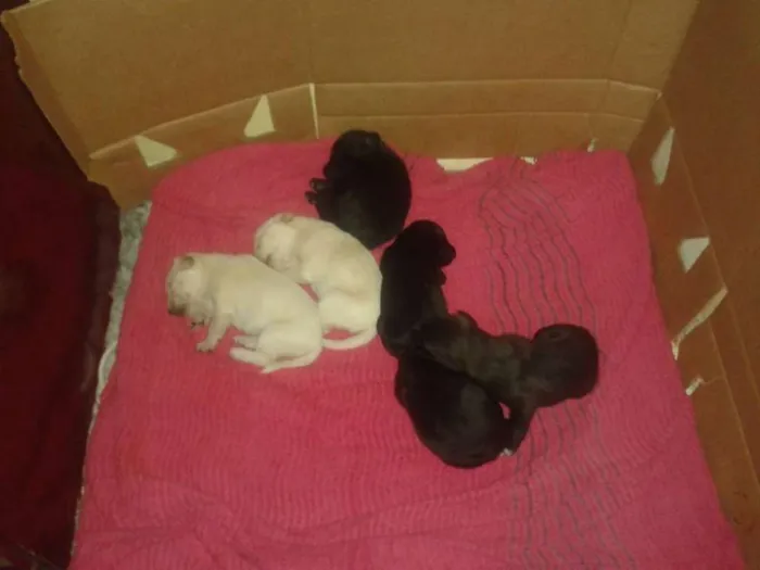 Cachorro raça vira lata idade Abaixo de 2 meses nome bebes