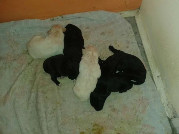 Cachorro raça vira lata idade Abaixo de 2 meses nome bebes