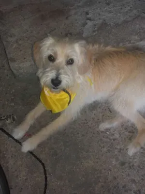 Cachorro raça mestiço idade 2 a 6 meses nome maylon