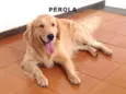 PÉROLA