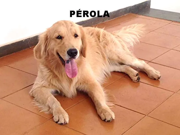 Cachorro ra a GOLDEN RETRIVER idade 2 anos nome PÉROLA