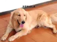 PÉROLA