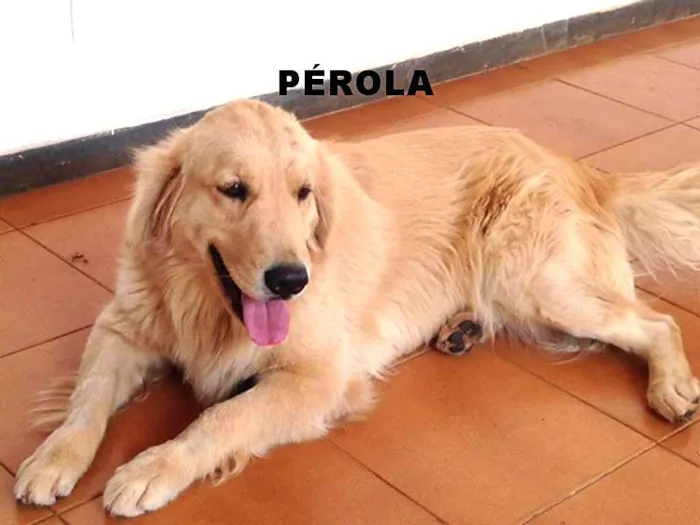 Cachorro ra a GOLDEN RETRIVER idade 2 anos nome PÉROLA