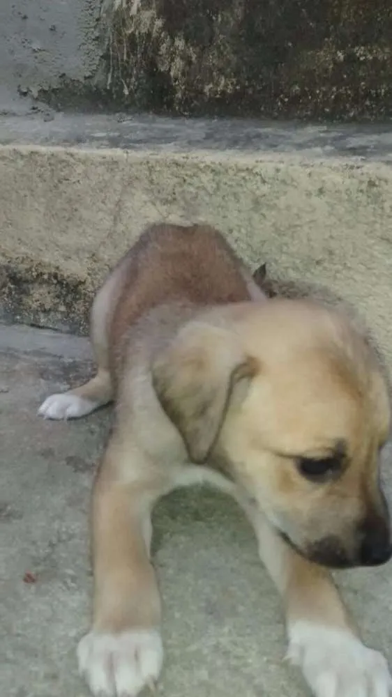 Cachorro raça Vira Lata idade Abaixo de 2 meses nome sem nome