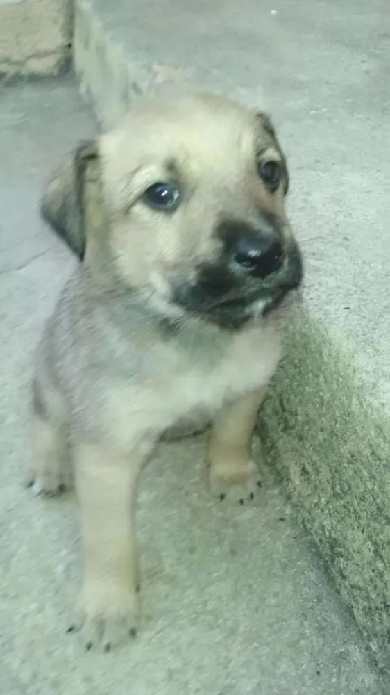Cachorro raça Vira Lata idade Abaixo de 2 meses nome sem nome