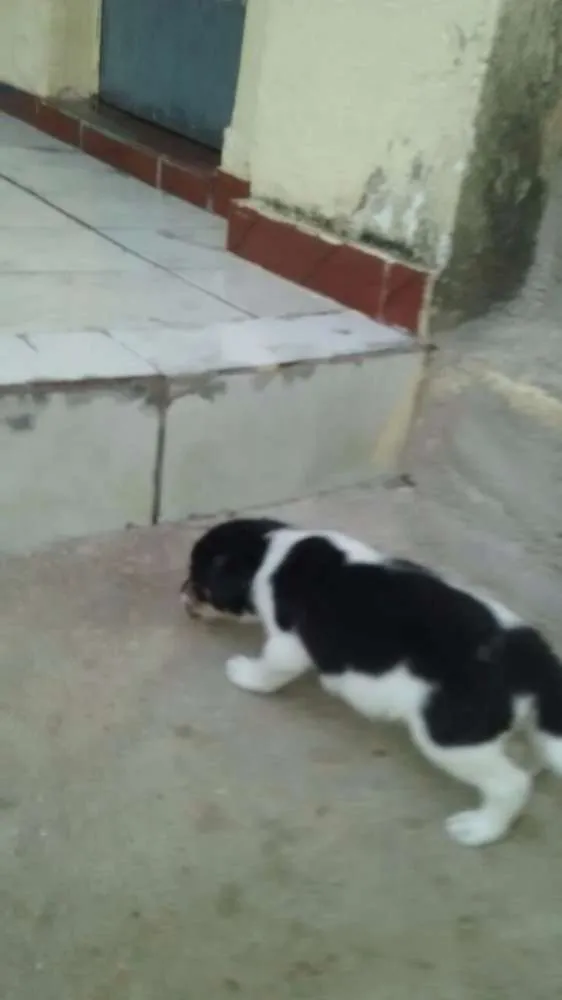 Cachorro raça Vira Lata idade Abaixo de 2 meses nome sem nome