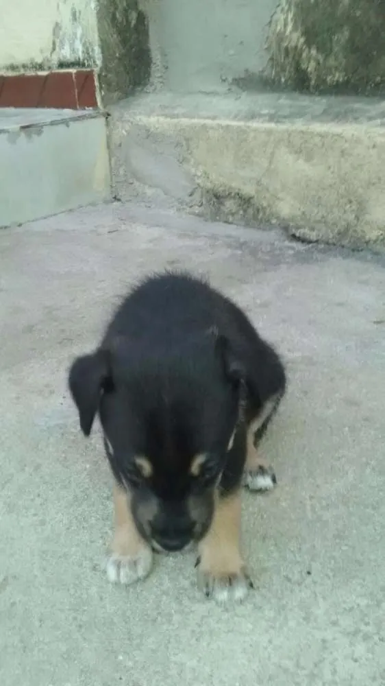 Cachorro raça Vira Lata idade Abaixo de 2 meses nome sem nome