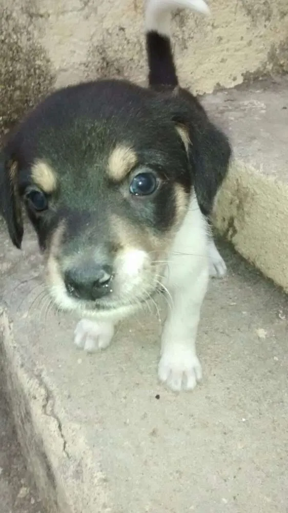 Cachorro raça Vira Lata idade Abaixo de 2 meses nome sem nome