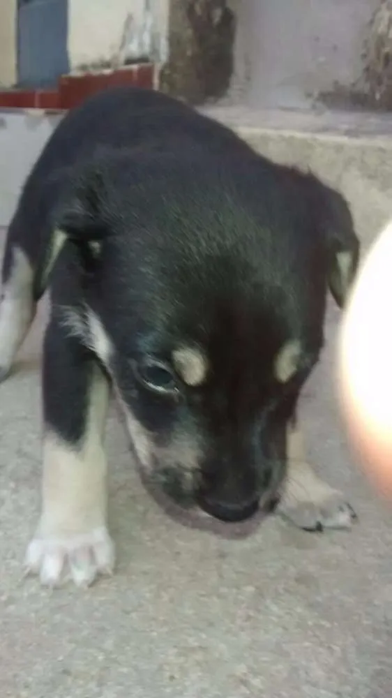 Cachorro raça Vira Lata idade Abaixo de 2 meses nome sem nome