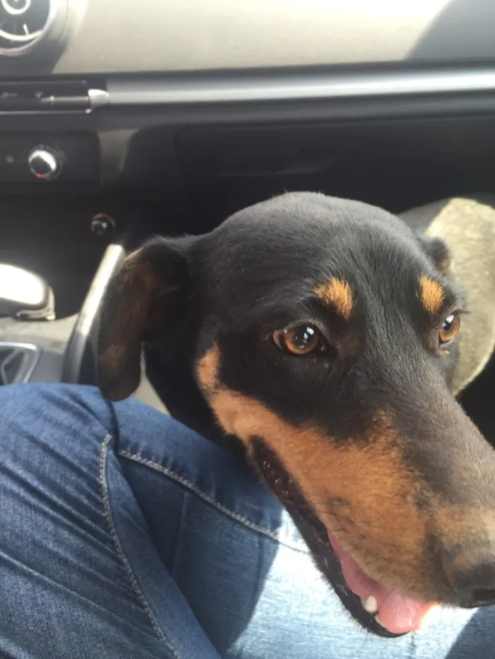 Cachorro ra a SRD  idade 2 anos nome Rayka 