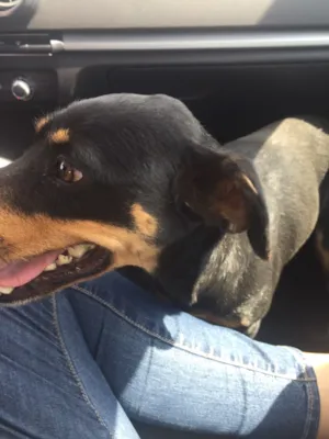 Cachorro raça SRD  idade 2 anos nome Rayka 