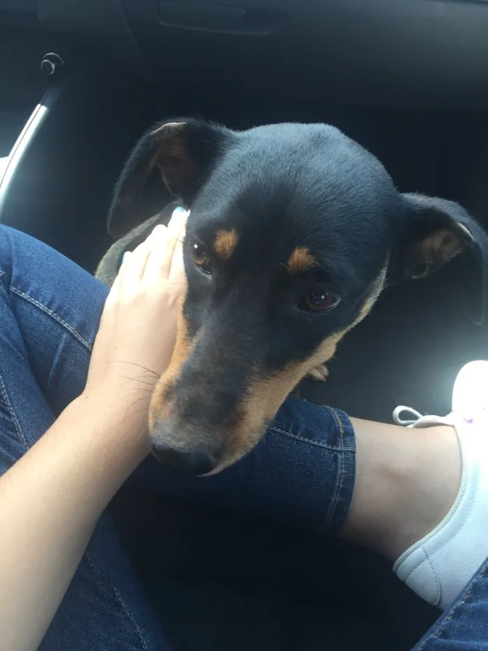 Cachorro ra a SRD  idade 2 anos nome Rayka 