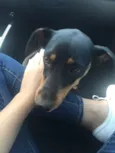 Rayka