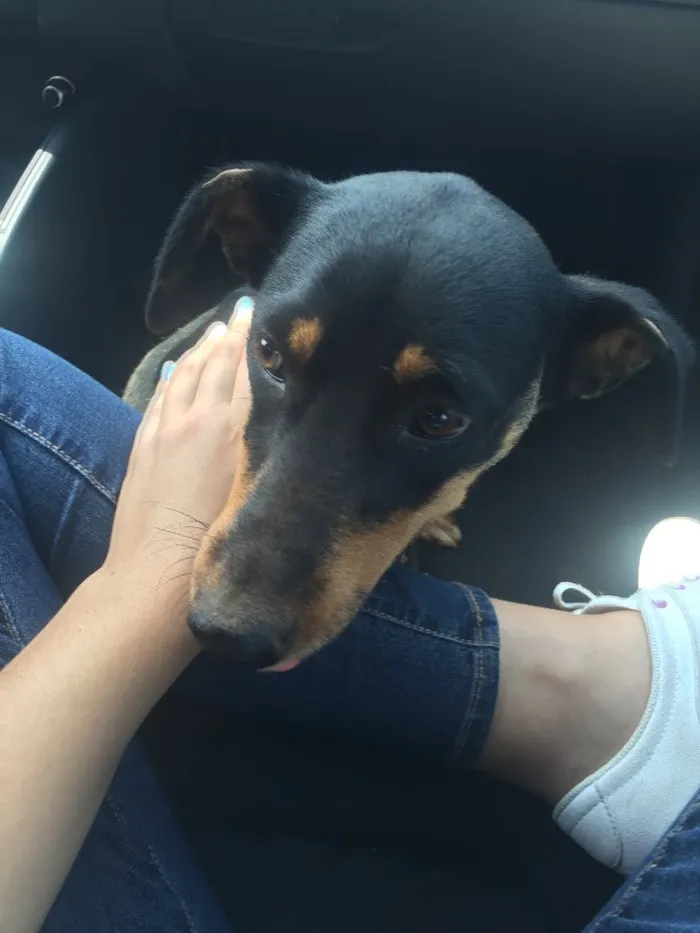 Cachorro ra a SRD idade 2 anos nome Rayka