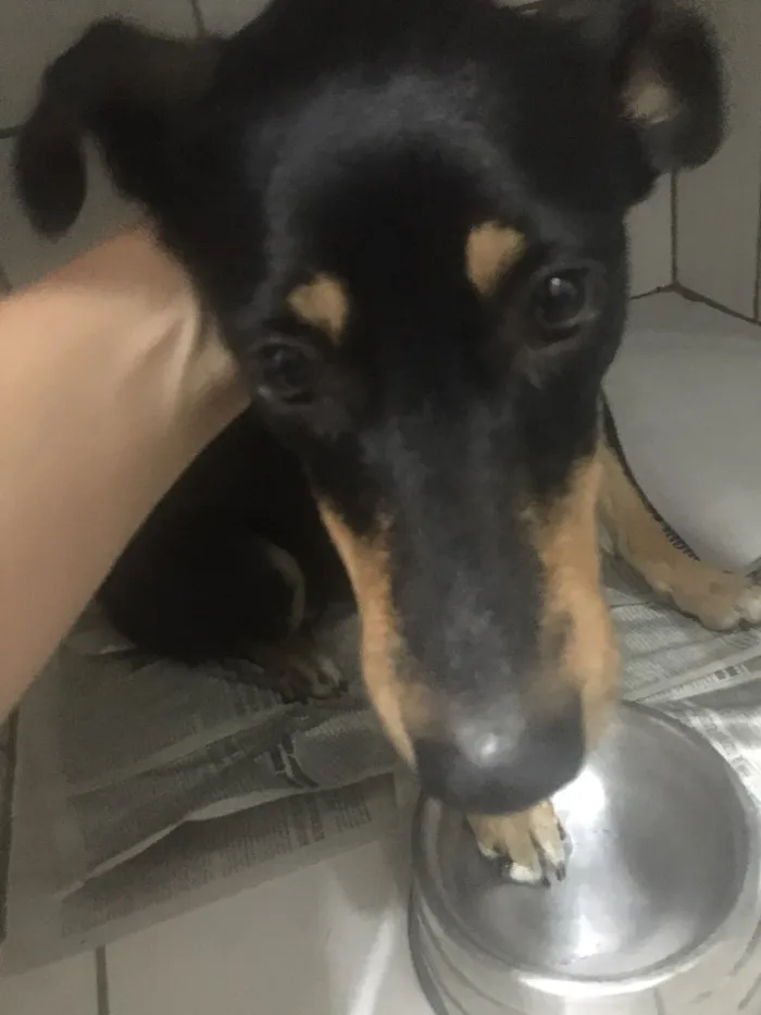 Cachorro ra a SRD idade 2 anos nome Rayka