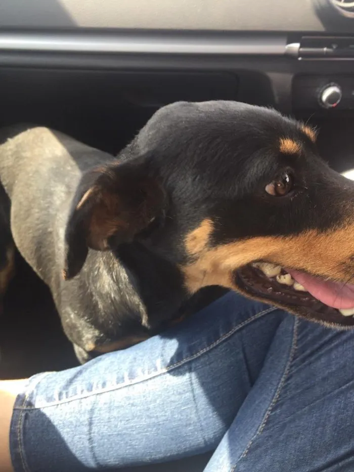 Cachorro ra a SRD idade 2 anos nome Rayka