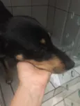 Rayka