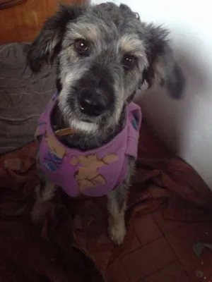 Cachorro raça Vira Lata  idade 2 anos nome Bob