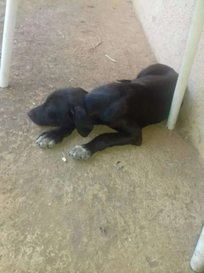 Cachorro ra a canina idade 2 a 6 meses nome sem nome