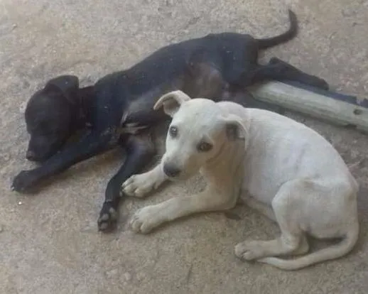 Cachorro ra a canina idade 2 a 6 meses nome sem nome