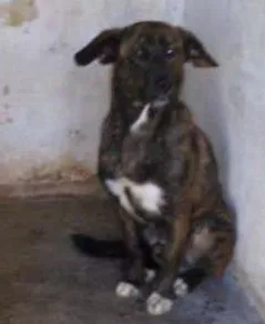 Cachorro raça SRD idade  nome Sheik