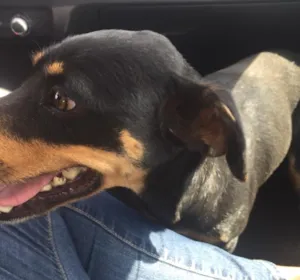 Cachorro raça SRD idade 2 anos nome Rayka