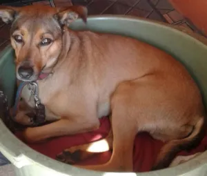 Cachorro raça Vira lata idade 4 anos nome Michael