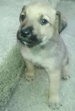 Cachorro raça Vira Lata idade Abaixo de 2 meses nome sem nome