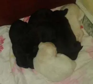 Cachorro raça vira lata idade Abaixo de 2 meses nome bebes