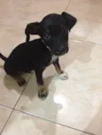 Francis e spartacus