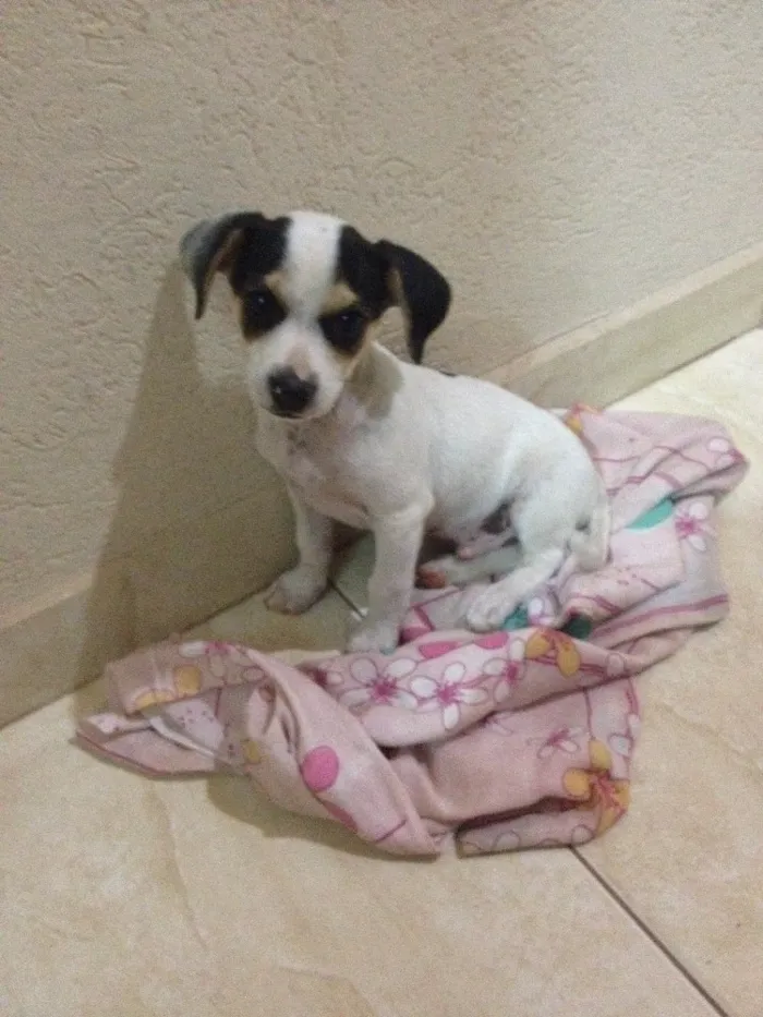 Cachorro ra a Mista idade 2 a 6 meses nome Francis e spartacus