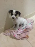 Francis e spartacus
