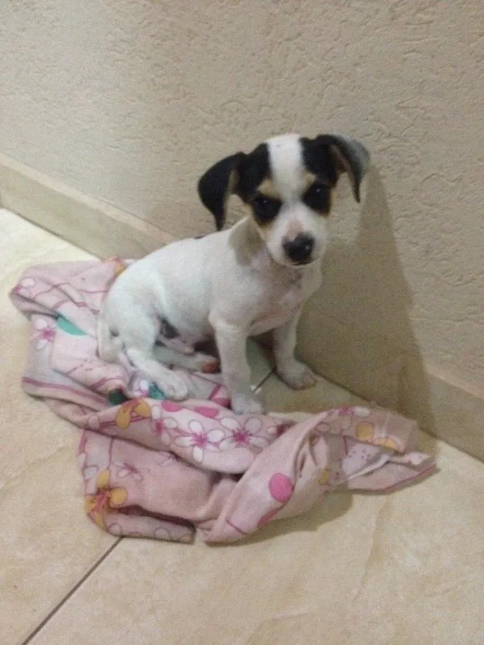 Cachorro ra a Mista idade 2 a 6 meses nome Spartacus