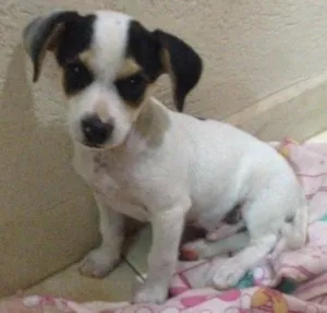 Cachorro raça Mista idade 2 a 6 meses nome Spartacus