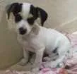 Cachorro raça Mista idade 2 a 6 meses nome Spartacus