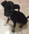 Francis e spartacus