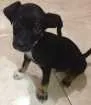 Cachorro raça Mista idade 2 a 6 meses nome Francis e spartacus