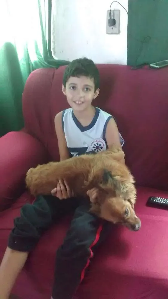 Cachorro raça Basset Com Pequines idade 6 ou mais anos nome Lulu