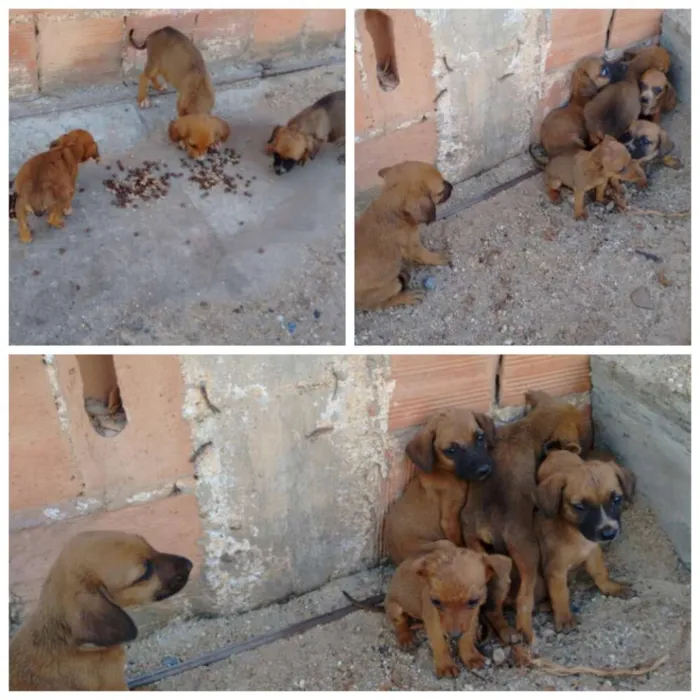 Cachorro ra a Nao sei idade Abaixo de 2 meses nome Filhotes 
