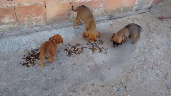 Cachorro ra a Nao sei idade Abaixo de 2 meses nome Filhotes 