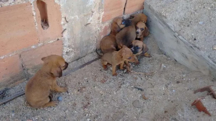 Cachorro ra a Nao sei idade Abaixo de 2 meses nome Filhotes 