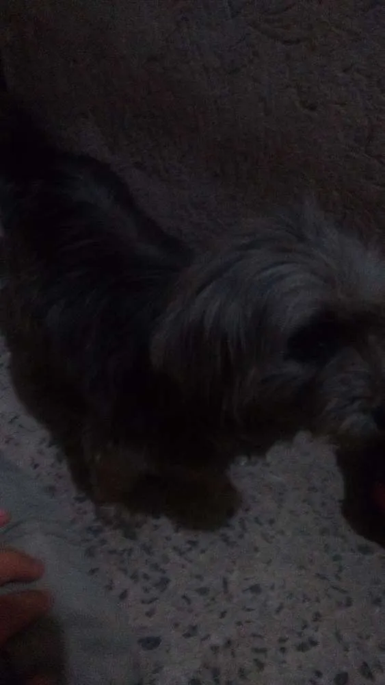 Cachorro ra a Viralata idade 4 anos nome Pricesa