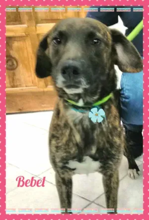 Cachorro raça SRD idade 2 anos nome Bebel