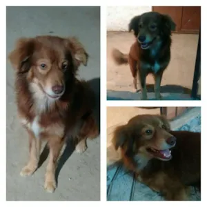Cachorro raça  idade 2 anos nome babu