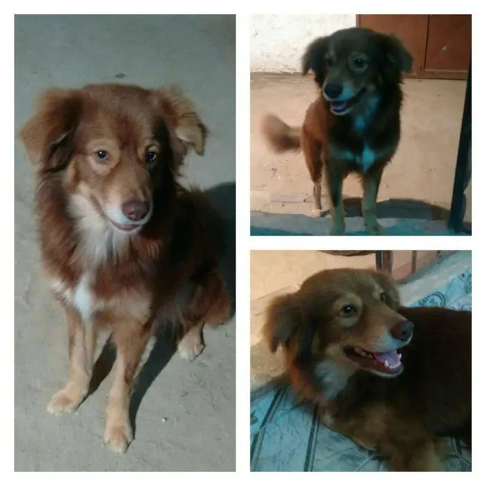 Cachorro ra a  idade 2 anos nome babu